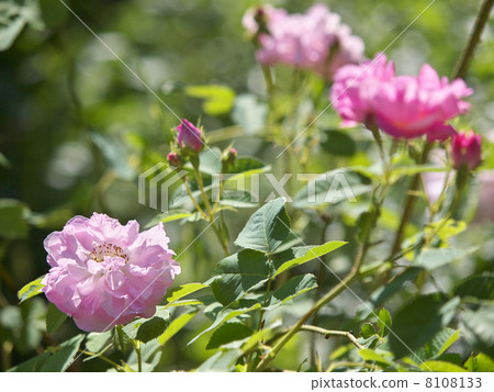 Amelia Amelia 8108133