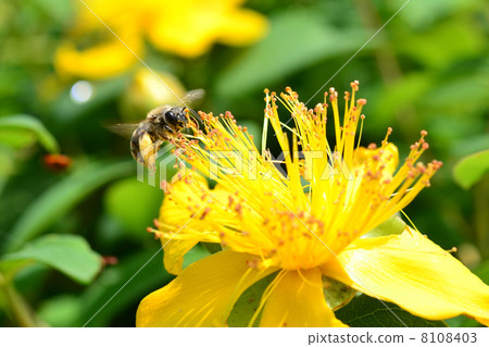 A bee A bee 8108403