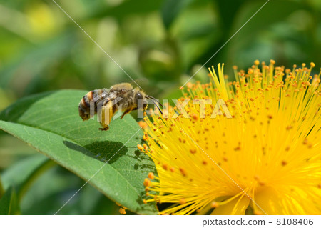 A bee A bee 8108406