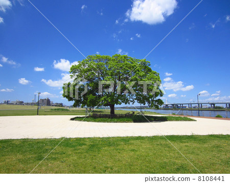 Blue sky and riverbed tree 8108441