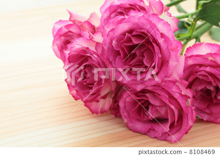 Pink rose on the table of trees Pink rose on the table of trees 8108469