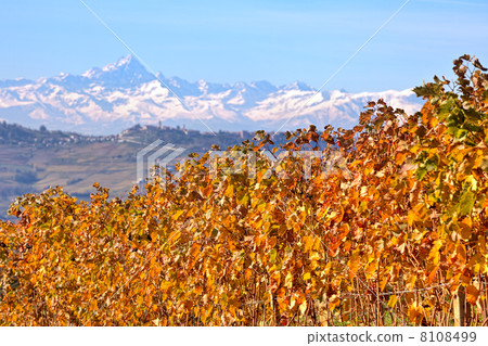 Yellow grape leaves in Piedmont, Italy. 8108499
