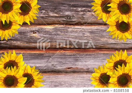 Wooden Lumber Textured Background with Sunflowers decoration 8108538