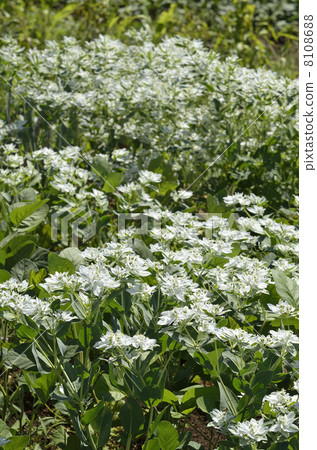 Hatsumi owl (First snow grass) 8108688