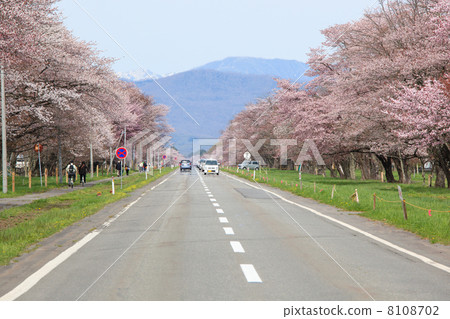 Cherry blossom trees on twenty-way road 8108702