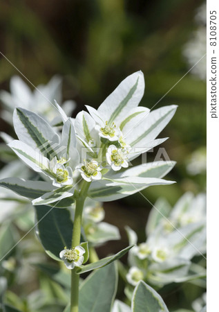 Hatsumi貓頭鷹（第一場雪草） 8108705