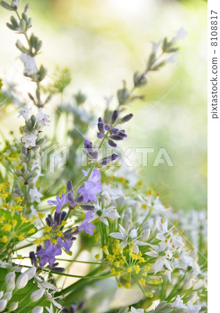 Lavender and herbs Lavender and herbs 8108817