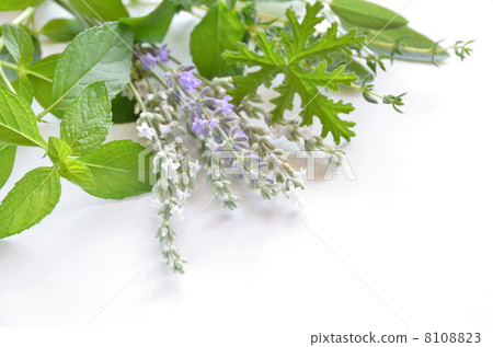 Lavender and herbs 8108823