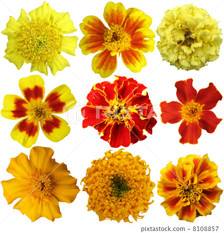 Marigold flowers set on a white background Marigold flowers set on a white background 8108857