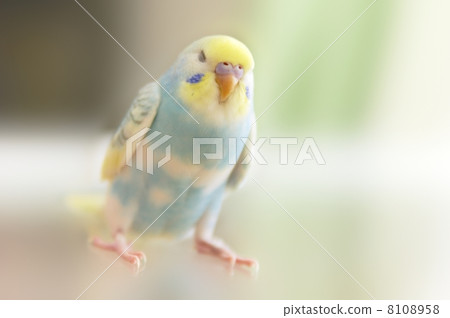 Yellowtail parakeet Yellowtail parakeet 8108958