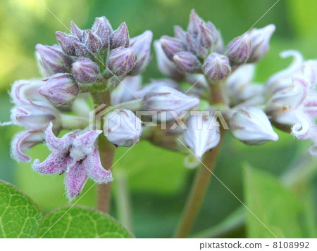 Potato flowers 8108992