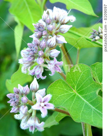 Potato flowers 8109097
