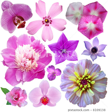 set of summer flowers on a white background 8109138