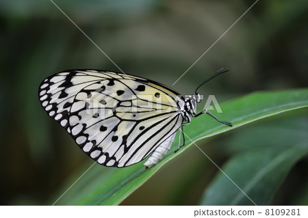 Ogomadara Ogomadara 8109281