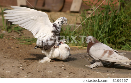 White Pigeons Bird copulating 8109367