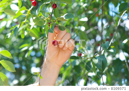 Cherry Berries on Cherry-Tree and man Hand reaping it 8109371