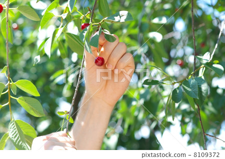 Cherry Berries on Cherry-Tree and man Hand reaping it Cherry Berries on Cherry-Tree and man Hand reaping it 8109372