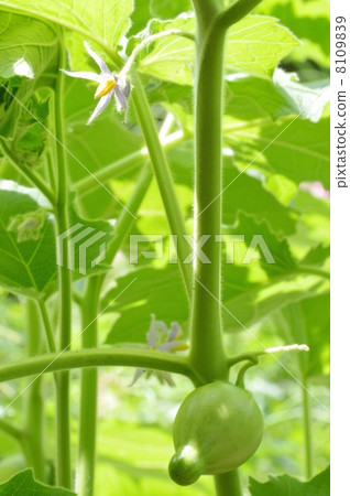 乳茄 8109839
