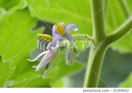 Tononasu Tononasu 8109842