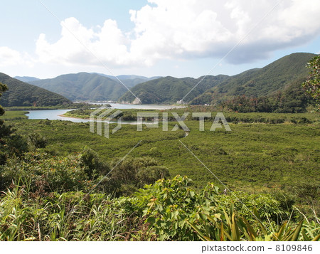 奄美大島·紅樹林原始森林 8109846