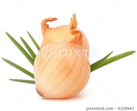 Onion vegetable Onion vegetable 8109942