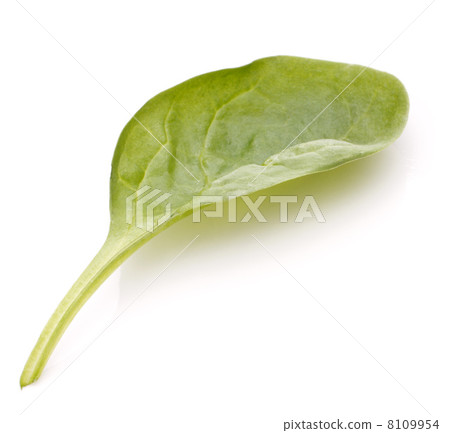 Spinach vegetables   cutout 8109954