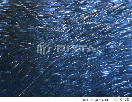 沙丁魚沙丁魚龍捲風 8110078