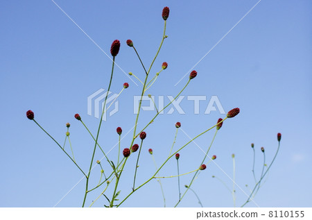 地榆 地榆 8110155