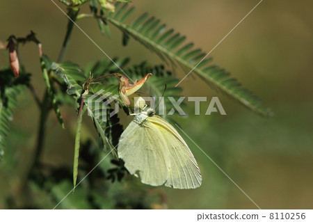 Birds to be absorbed Birds to be absorbed 8110256