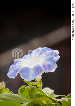 Blue frilly morning glory flower picture material Blue frilly morning glory flower picture material 8110328