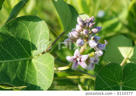 馬鈴薯花 8110377