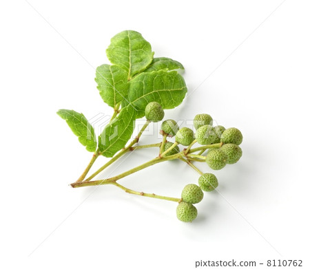 Sansho fruit 8110762