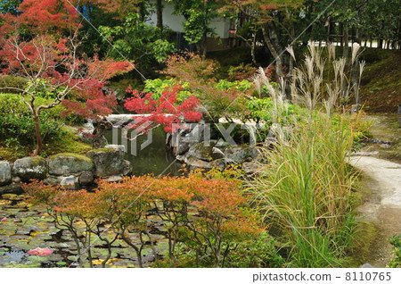 奈良Kosuien的秋天 8110765