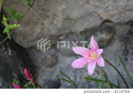 Zephyrinus球靈巧 Zephyrinus球靈巧 8110766