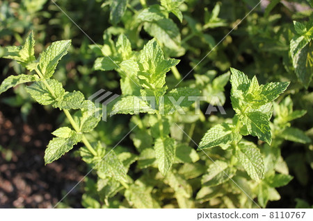 Mint's field Mint's field 8110767