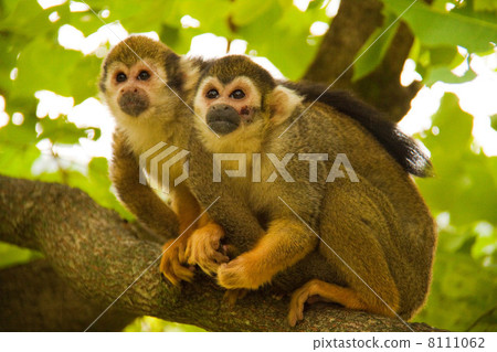 Good friend squirrel monkey 8111062