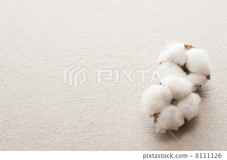 Cotton seed on the background of the cloth 8111126