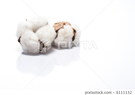 Cotton on white background 8111132