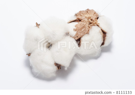 Up of cotton seeds on white background 8111133