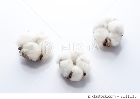 Cotton on white background 8111135