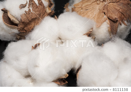 棉花背景 棉花背景 8111138