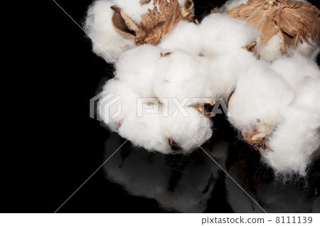 在黑背景的棉花種子 在黑背景的棉花種子 8111139