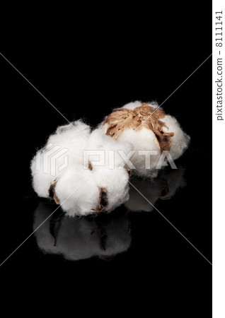Two cotton seeds on a black background 8111141