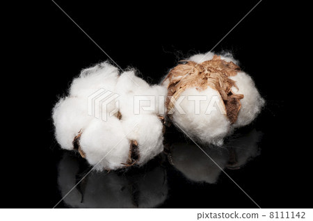 在黑背景的棉花種子 8111142