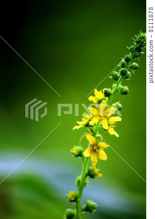 Kinnizu Hiki Kinnizu Hiki 8111878