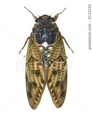 Brown cicada 8112242