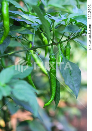 Sweet long bean sprout 8112401