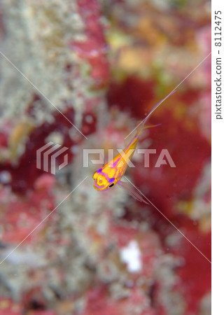 Young fish of Hana gonbe 8112475