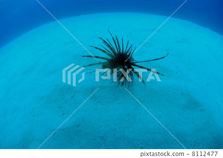 Minor parasols of sand 8112477