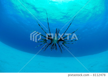 Minor parasols of sand 8112478